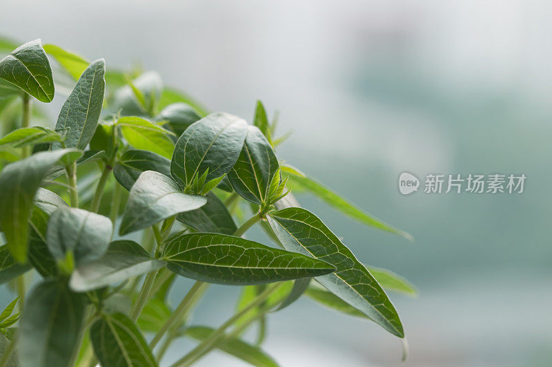 近距离观察窗台上花盆里的绿色装饰植物