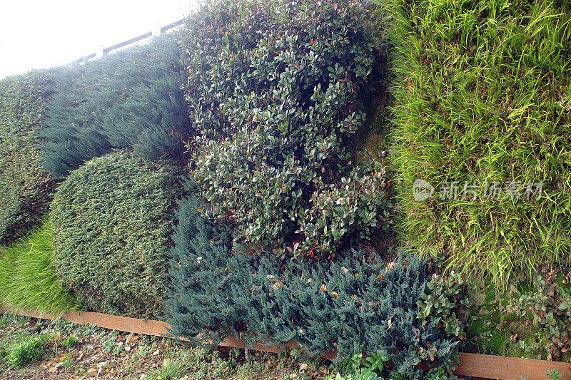 植物和花生长在墙上