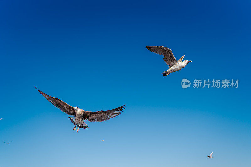 海鸥在晴朗的蓝天上飞翔