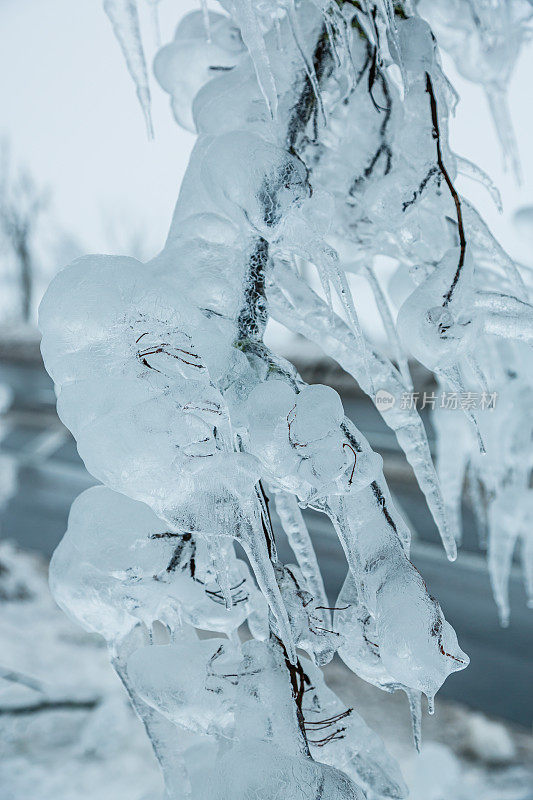 冬天被雨夹雪冰冻的树枝