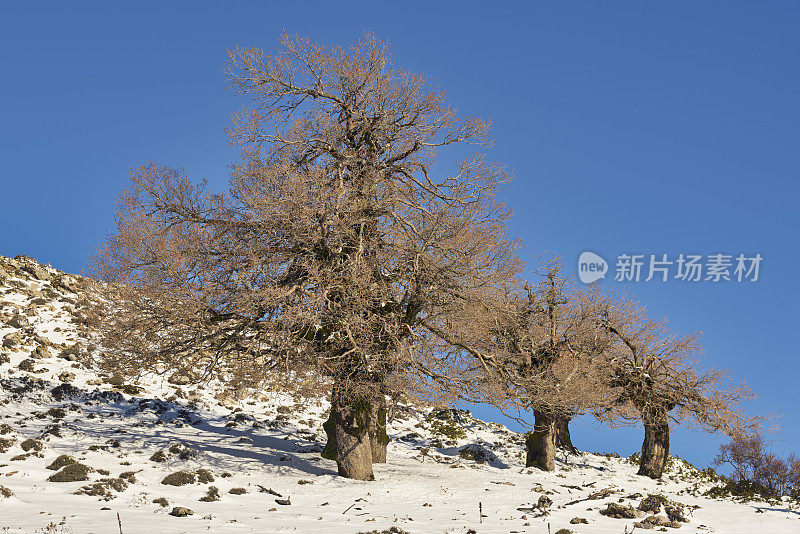 马拉加的尼夫斯山脉国家公园里的瘿橡树或山橡树(美洲栎树)