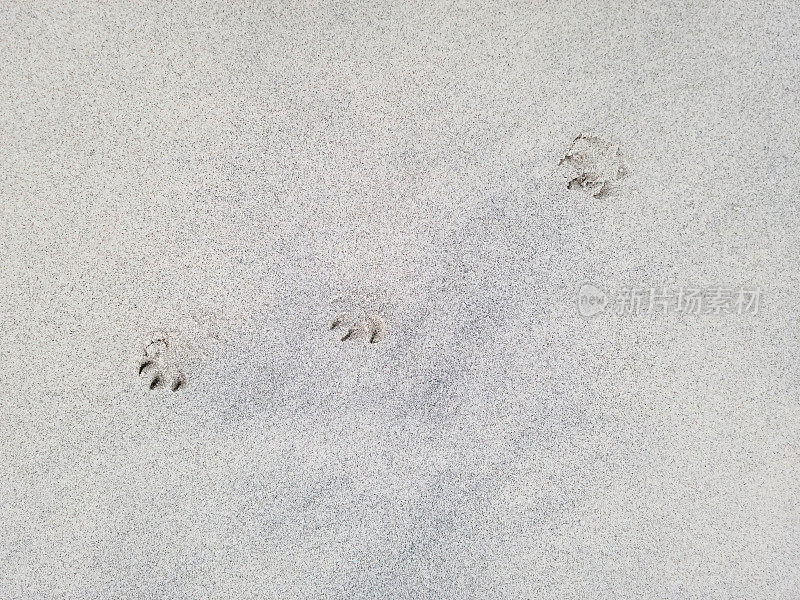 锡利群岛海滩上的狗爪印。