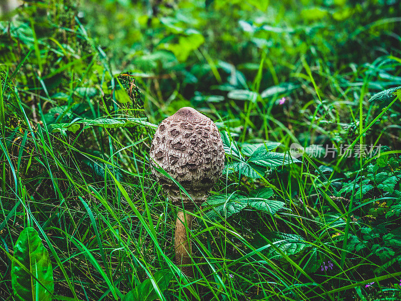 毒蘑菇自然界中有毒的蘑菇