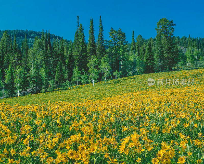 春天的野花在落基山脉，WY