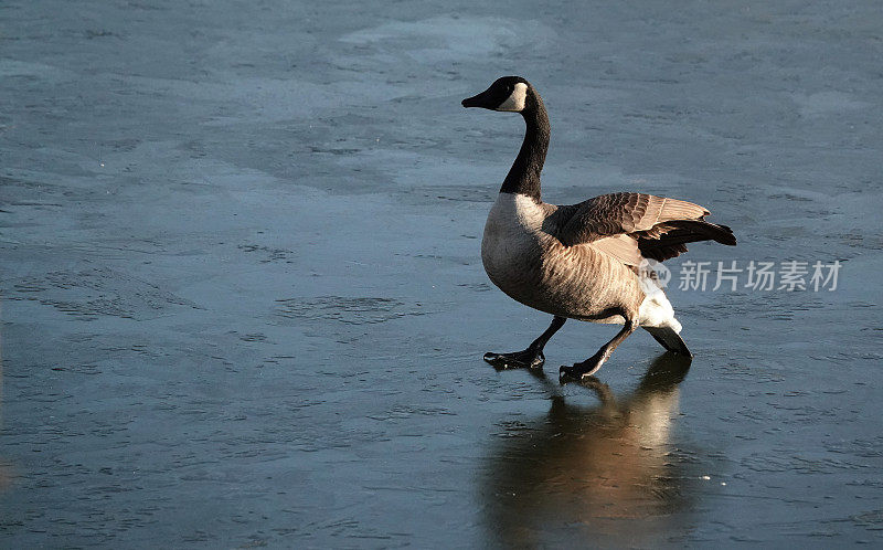 这是冬季一只加拿大鹅在结冰的湖面上着陆的特写镜头。
