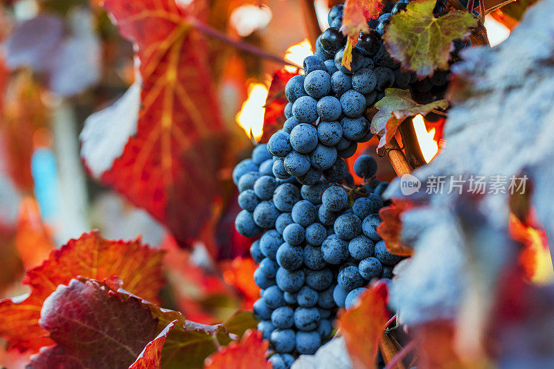 一串串蓝色的葡萄悬挂在夕阳下的葡萄园里。酒熟了，该收了。