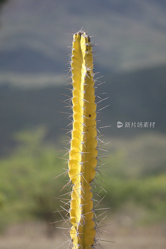 mandacaru仙人掌植物