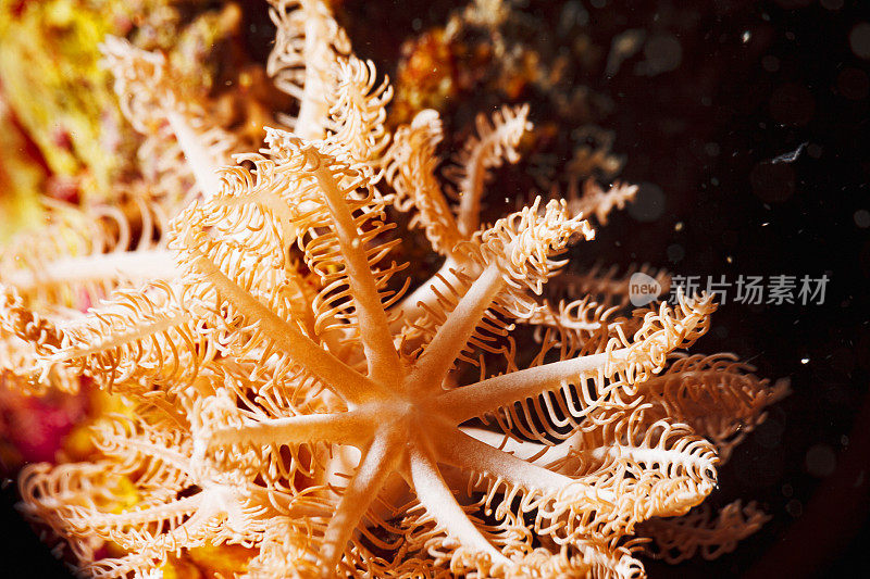 固着种子直感珊瑚。海洋生物宏观，特写。软珊瑚礁水下照片水肺潜水员的观点红海