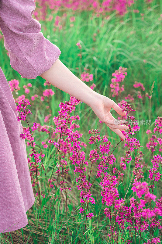 身着紫色连衣裙的女孩用手抚摸着盛开的紫色野花