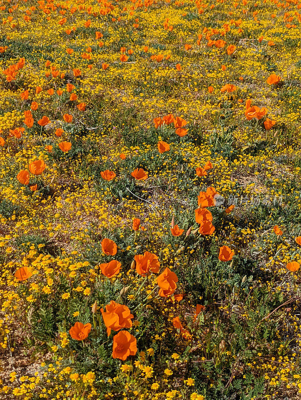 加利福尼亚州兰开斯特附近的羚羊谷罂粟保护区州立公园