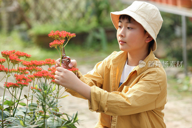 亚洲男孩在花园里修剪花草