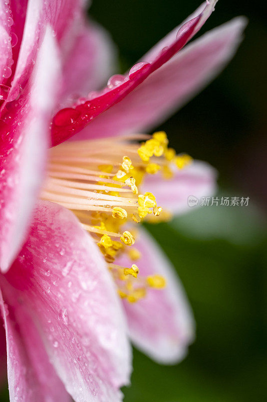 山茶花在雨中