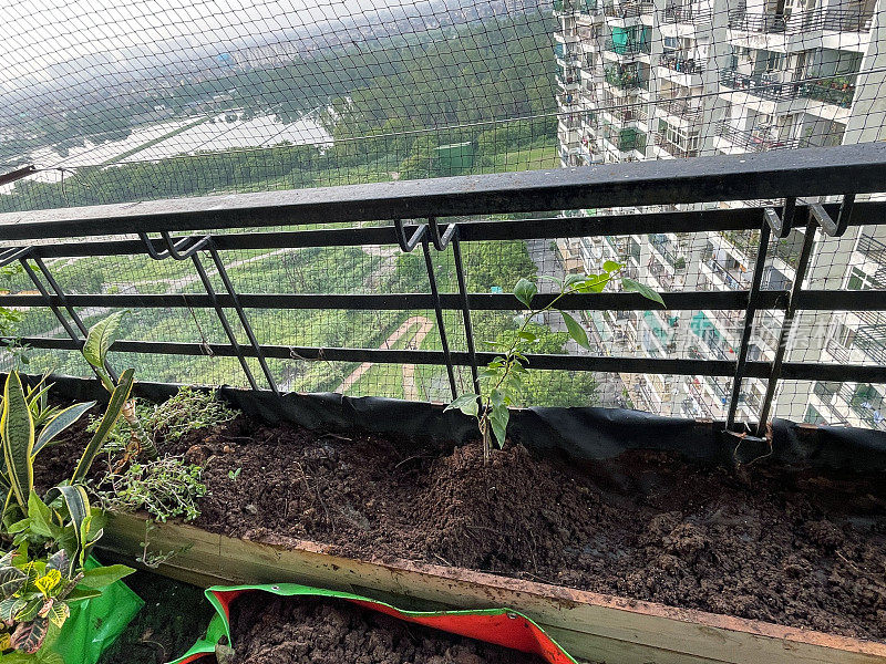 住宅阳台瓷砖地板上的木槽的特写图像，填满土壤和堆肥，种植三角梅的园艺准备，鸽子防鸟网