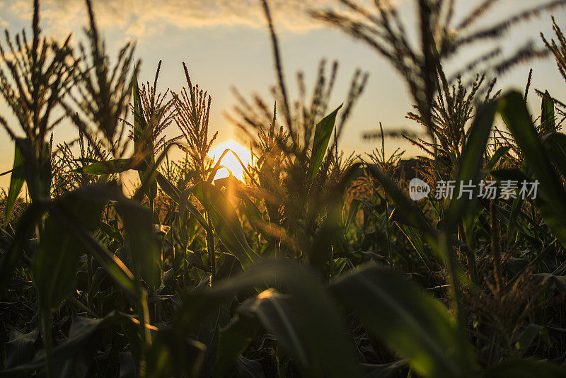 玉米雌花序对太阳在田间在日落在宾夕法尼亚州的农田