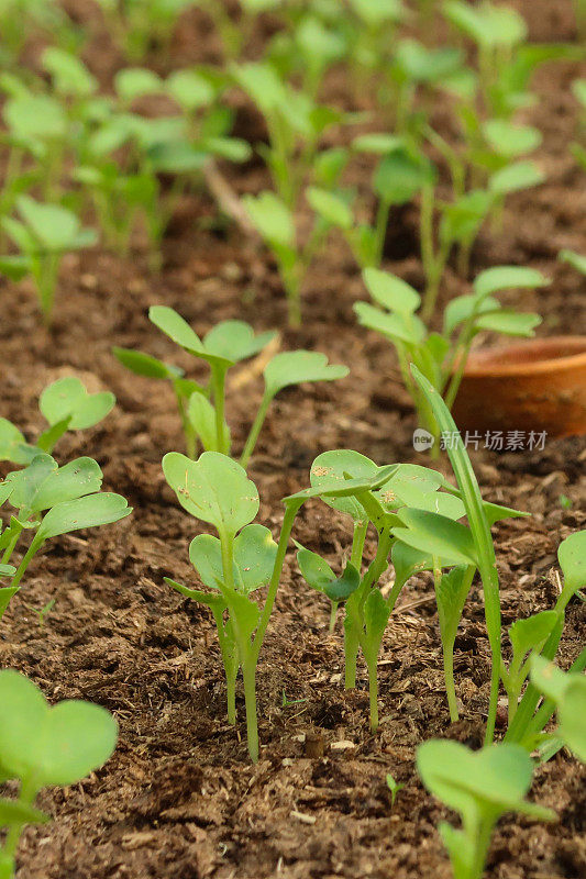 全帧图片，种植萝卜苗的蔬菜园床，干燥的堆肥，土壤条件差，重点关注前景