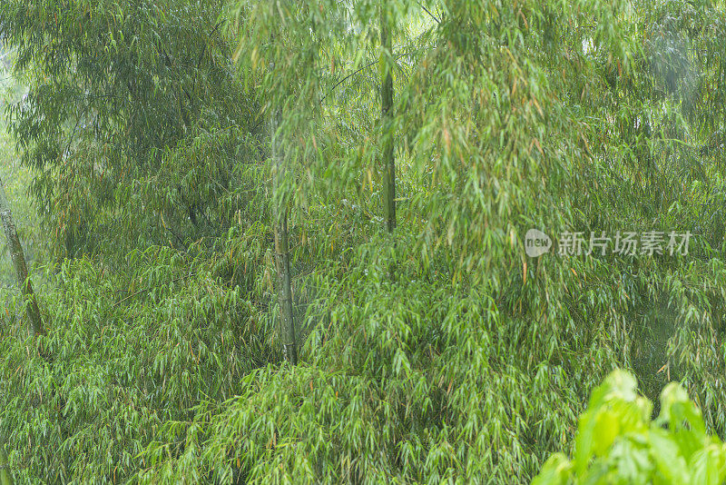 滋润了美丽森林里植物的雨水