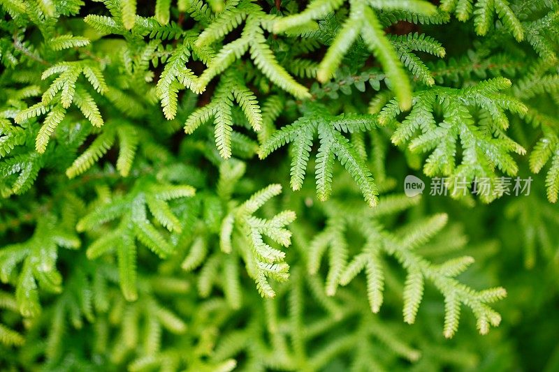 花园里美丽的蕨类植物叶子