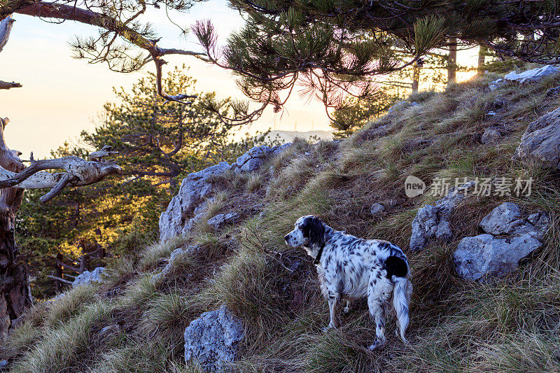 英国塞特犬在山林中奔跑