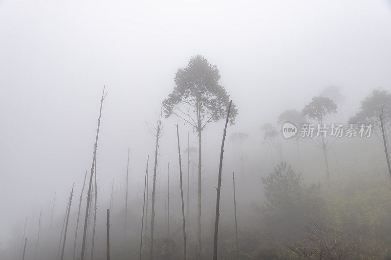 朦胧的雾森林