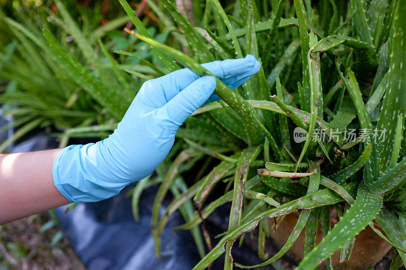 制作草药的芦荟。