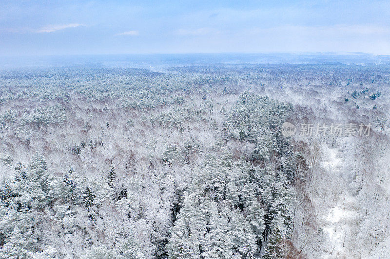 覆盖着雪的混交林鸟瞰图。