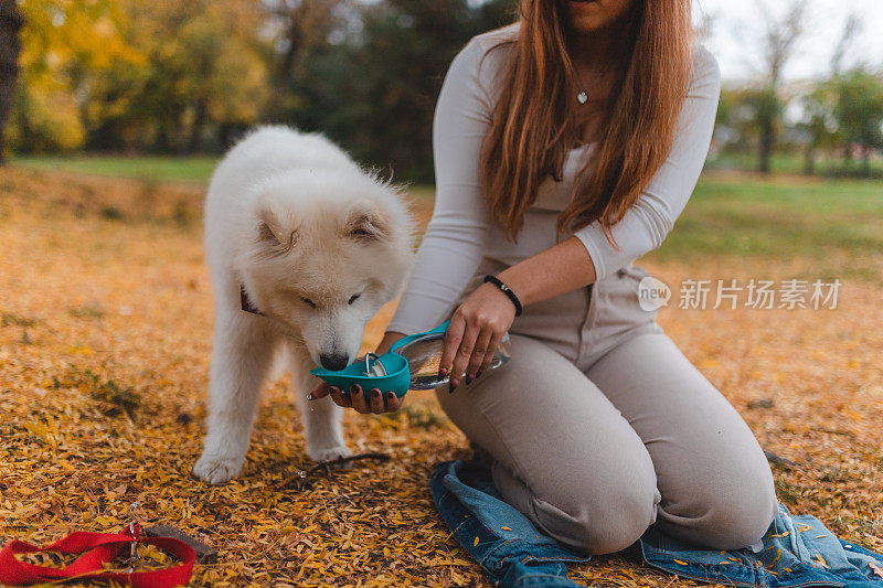 一位年轻的女宠物主人在公园里给她的萨摩耶小狗喝水