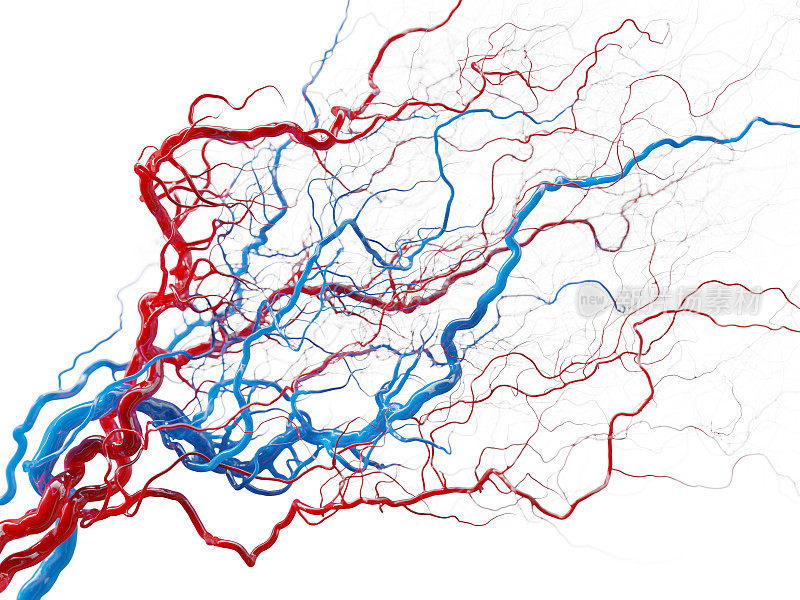 血管系统-白色医学插图上的血管库存照片