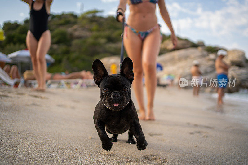 法国斗牛犬和他的主人在海滩享受美好的一天