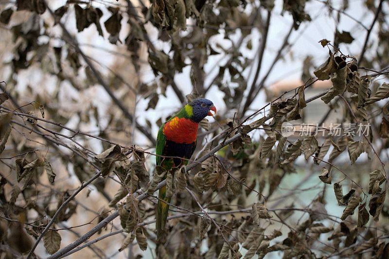 动物园里的澳大利亚彩虹鸟。