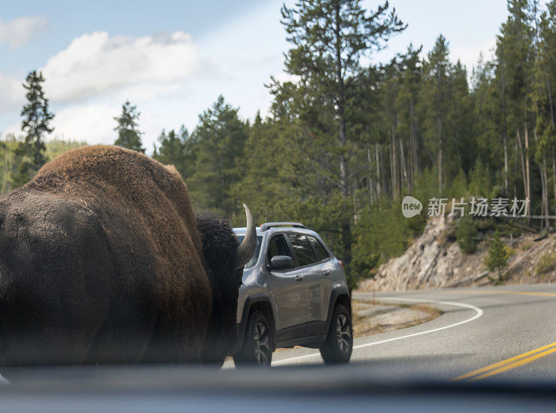 一只大公牛走在高速公路上，阻碍了交通。在车内拍摄的照片。黄石国家公园。美国。