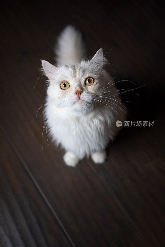 白猫坐在地板上抬头看