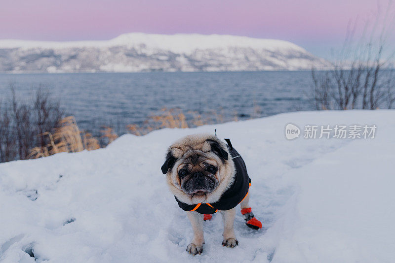 在挪威，一只可爱的狗狗在粉红色的夕阳下，沿着峡湾的雪海边散步