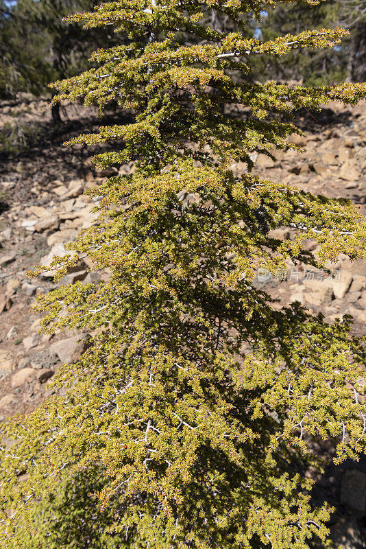 稀疏植被的岩石火山山坡上的杜松树苗