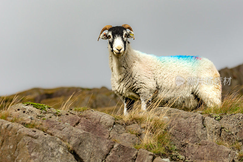 斯瓦尔代尔母羊或母羊，警惕而自由地漫游，面对着镜头在湖区的高海拔悬崖上咀嚼着草。关闭了。
