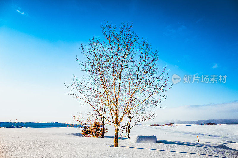 冬天的风景。Biei北海道日本