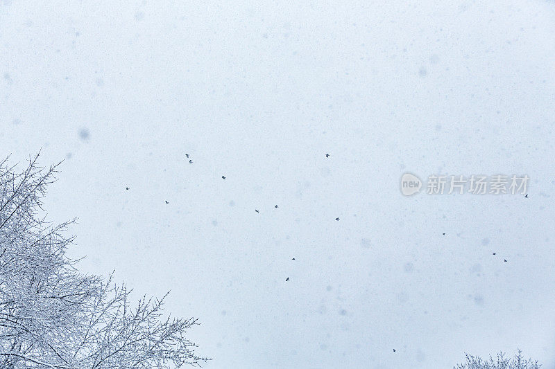 冬天的暴风雪，暴风雪，狂风，成群的飞鸟