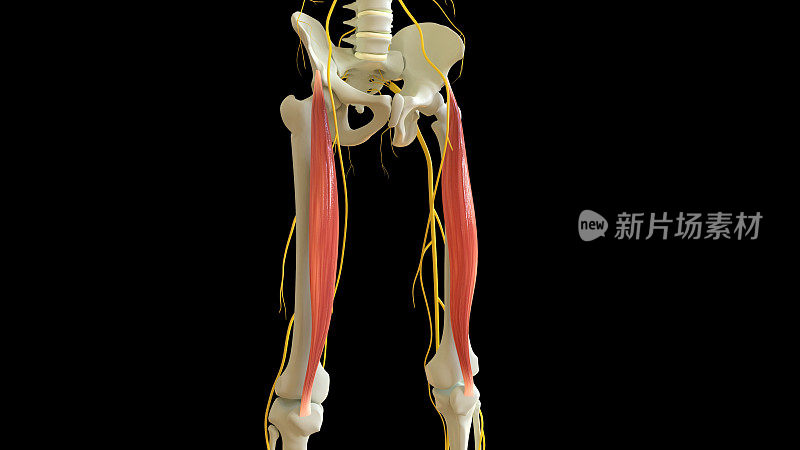 用于医学概念3D渲染的股直肌解剖