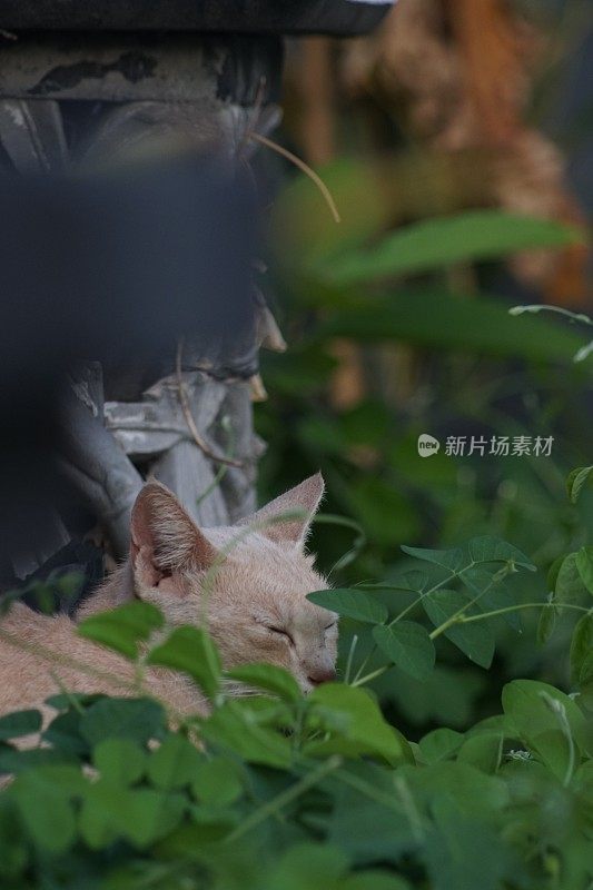 我的橙色宠物猫