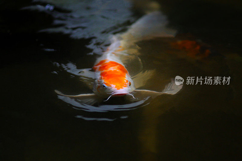 日本锦鲤