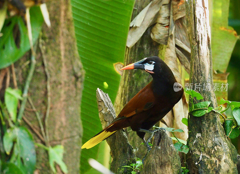 蒙特祖玛Oropendola