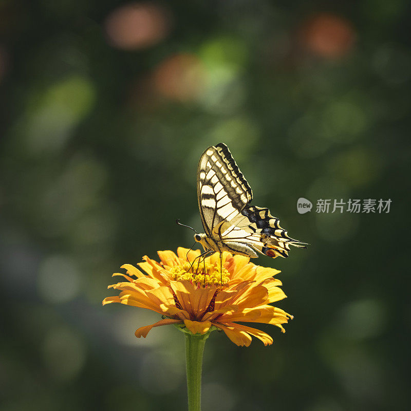 一朵花上的黄色燕尾蝶特写