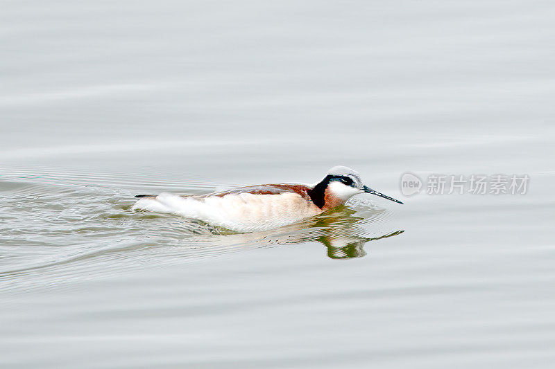 在北美美国西部蒙大拿州的一个小湖里游泳的滨鸟，威尔逊的Phalarope(三色Phalaropus)