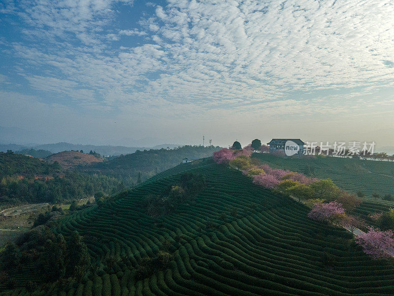 日出时的樱花有机茶山鸟瞰图