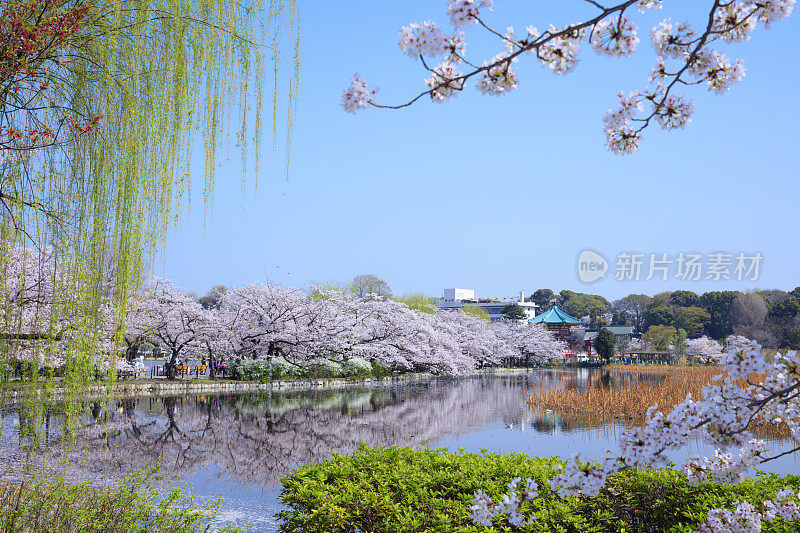 樱花盛开在上野公园，日本，东京，东京