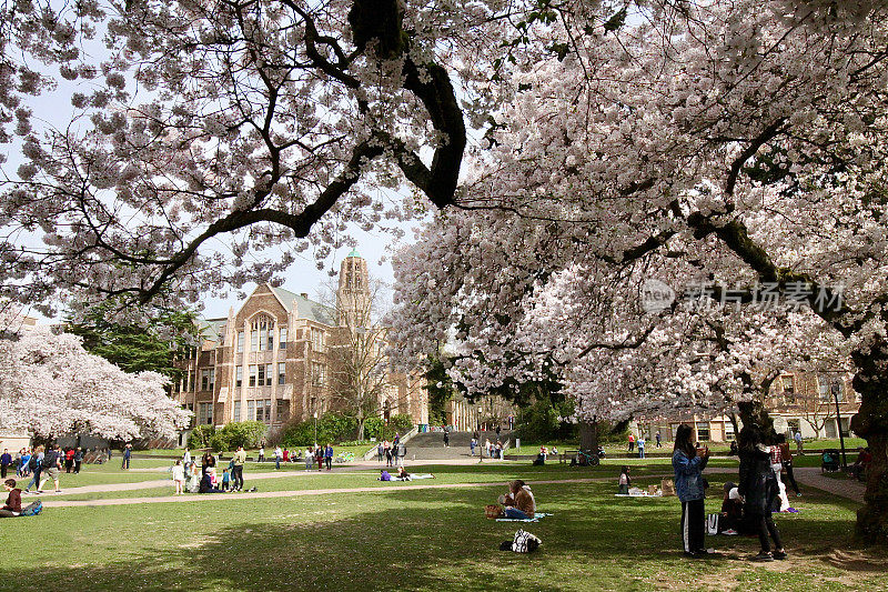 华盛顿大学校园的樱花盛开时间