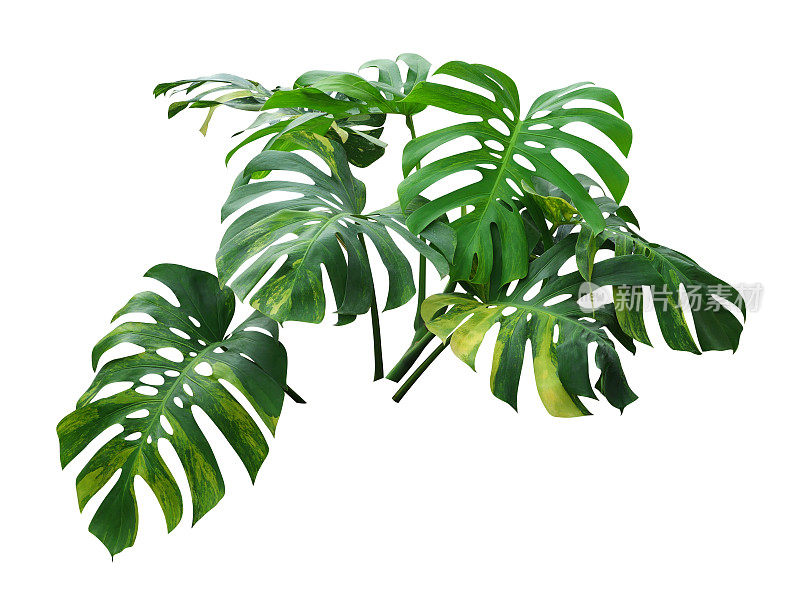 热带植物常绿藤蔓孤立于白色背景上，剪枝路径包括