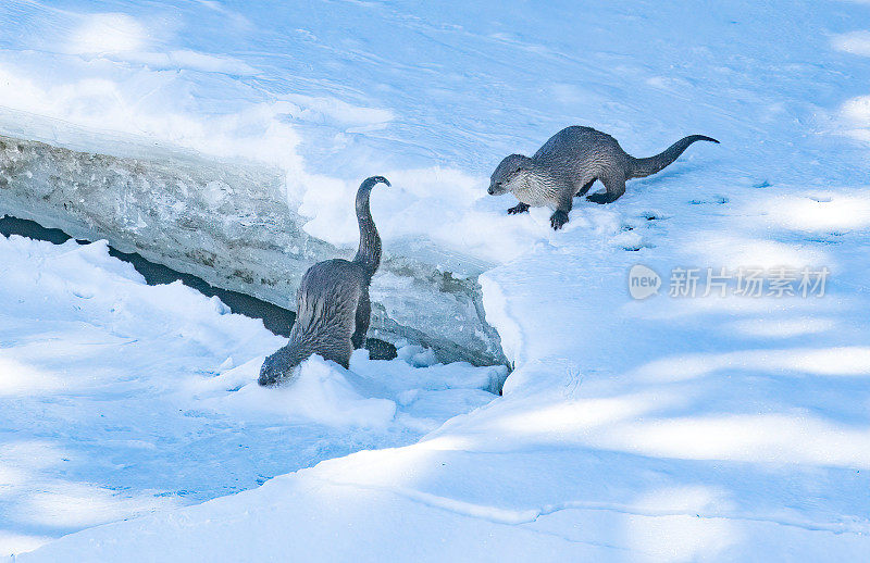 在黄石生态系统中，水獭在白雪覆盖的河岸上奔跑跳跃，享受阳光