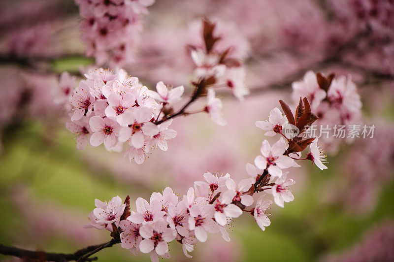 春粉花开