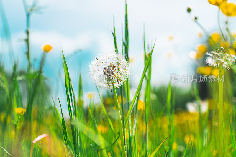 蒲公英种子的特写镜头