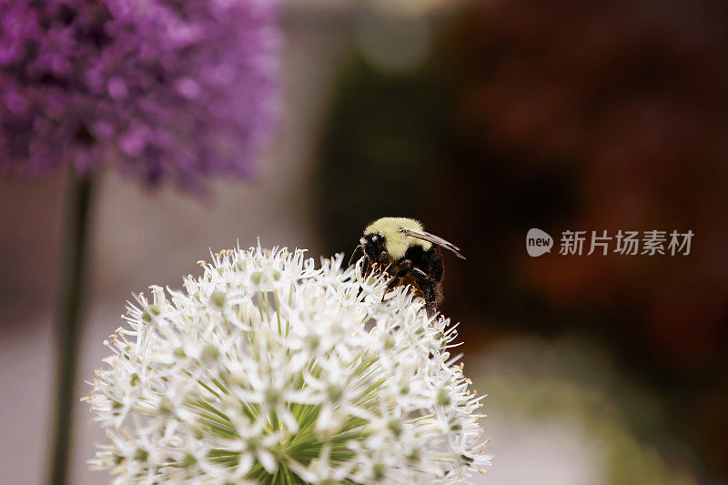 大黄蜂在葱上